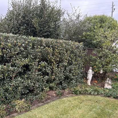 Neatly trimmed hedge and garden alcove